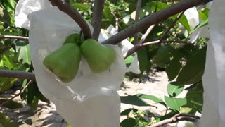 "Madu Deli" The Sweetest Green Wax Apple