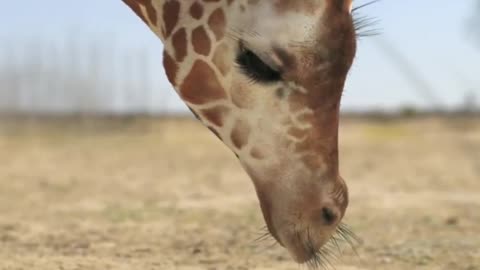 Giraffe vs elephant water fight