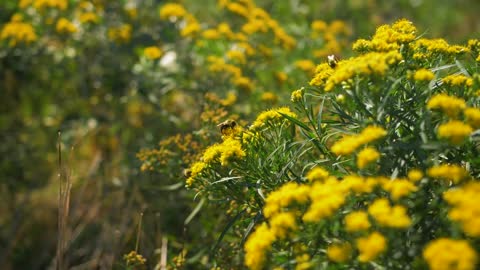 Bees Pollinate Flowers, Honeybee Pollen Animal Nature Plants Flora