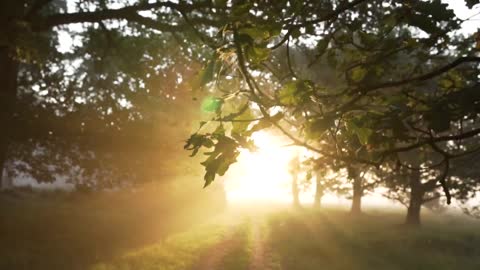 Calming Nature video,Like your the Breeze Itself.