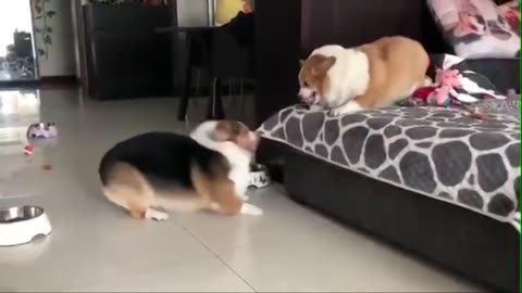 Funny and Cute Corgi Compilation