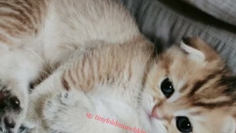 Scottish Fold Kitten licking his chops