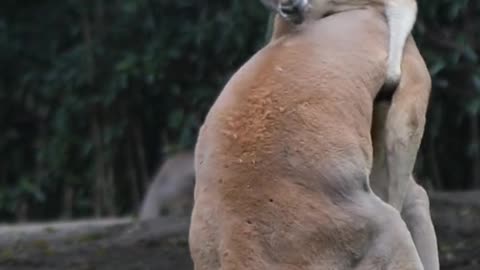 The kangaroo