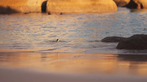 cute-penguin-walking