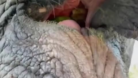 FEEDING AN ELEPHANT!