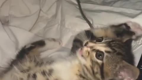 Play with a cute kitty
