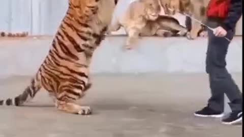 Tiger Training