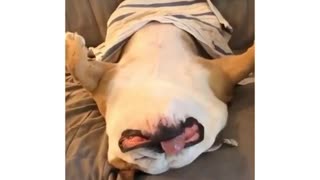 "Broken" bulldog lies on his back like a clown