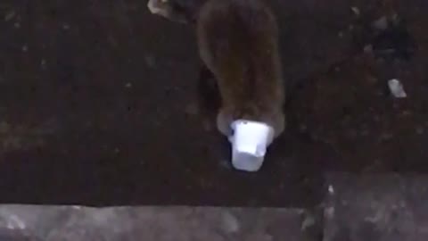 Rat eating white mcdoanlds sauce cup