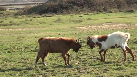 Funny Goats Fighting