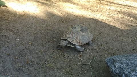 Turtle is walking slowly