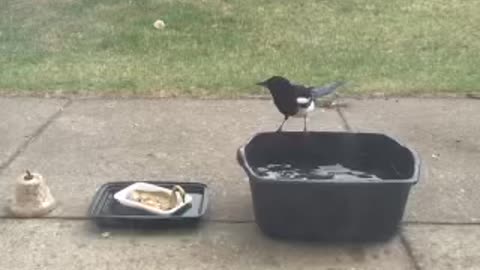 A magpie bird plays with water