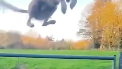 FUNNY ANIMALS VIDEOS TRY NOT TO LAUGH 🤣 FUNNY CATS FUNNY DOGS CUTEST ANIMALS #SHORTs