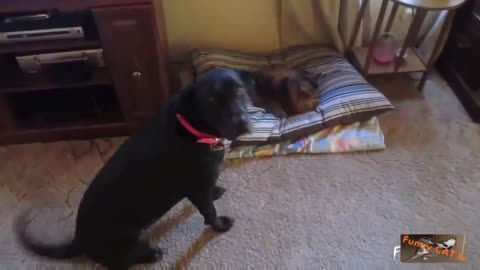 Cats Stealing Dog Beds funny Compilation