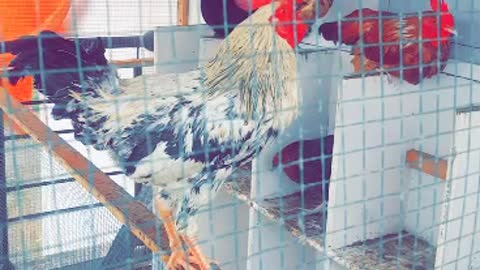 Crazy rooster is screaming and enjoying the rainy season