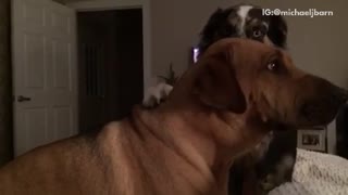 Black white dog tells brown dog to sit