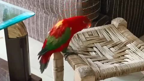 pampering funny parrot video