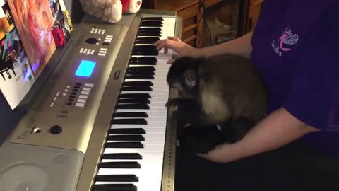 Monkey Shows That She Can Play The Piano, Too