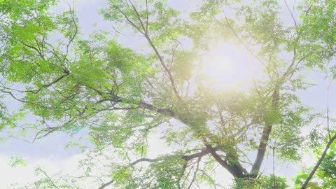 The light of the early summer sun in the shade of the trees