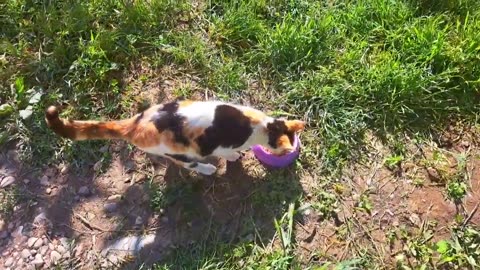 Beautiful and cute kittens are waiting for their mother.