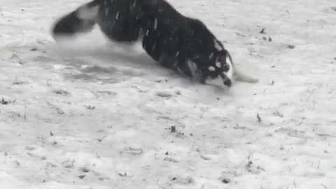 Collab copyright protection - husky dog slips on icy ground