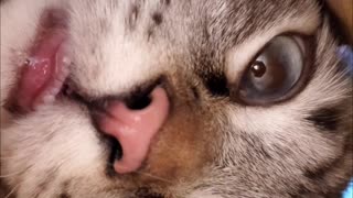 Happy Cat Hunts for Treats Inside Narrow Tube