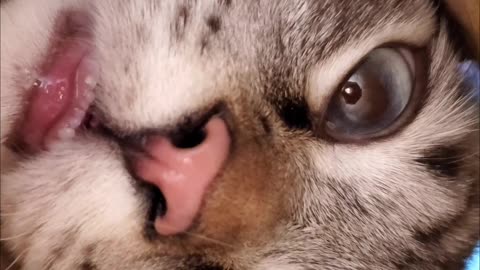 Happy Cat Hunts for Treats Inside Narrow Tube