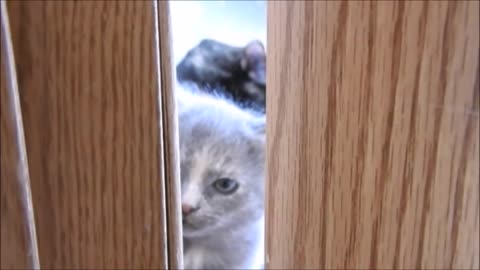 Cutest Furry Grey Kittens Peeking Through the Bedroom Door