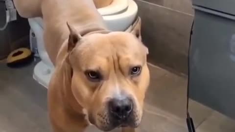 Pooping dog in toilet!