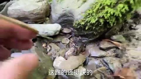 small river crab