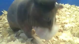 Skinny guinea pig wipes his mouth after lunch [Nature & Animals]