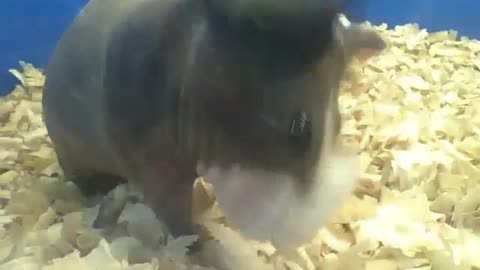 Skinny guinea pig wipes his mouth after lunch [Nature & Animals]