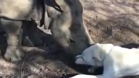 A beautiful bond between a rhino and a dog