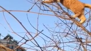 Hungry cats on tree- shorts