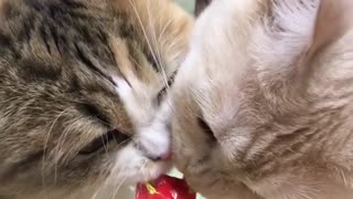 Cat eating together
