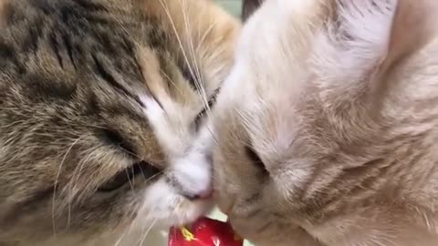 Cat eating together