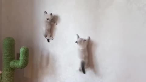 The small cat climbs the wall