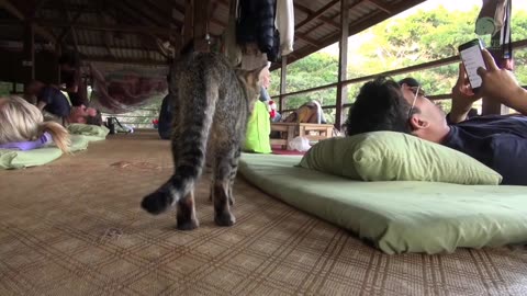 Cat give massage to human
