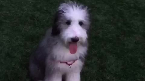 Fluffy white dog is sitting still while owner throws tennis ball to him