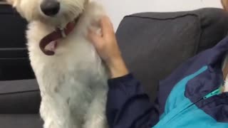 White dog keeps forcing owner to scratch it