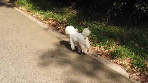 dog running on the side of the road