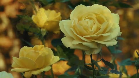 Flower Relaxing Music || Yellow Flowers || Yellow ROSE