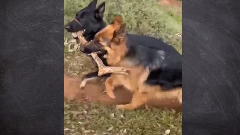 Two German Shepherds Fighting over a big stick