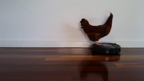 Chicken Roomba