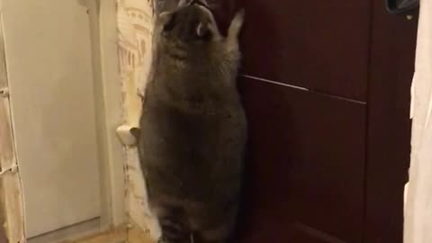 Crafty Raccoon Opens Door with Ease