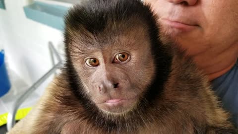 Capuchin Monkey Just Wants to Take a Nap While Snuggling on One of His Favorite Humans