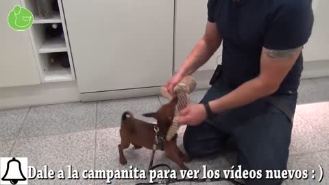 3 TIPS Cómo EDUCAR a un CACHORRO a HACER sus NECESIDADES