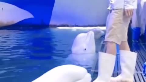 White Dolphin 🐬 Funny And Love