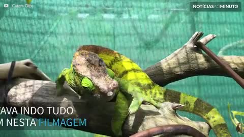 Camaleão curioso rouba a cena em vídeo