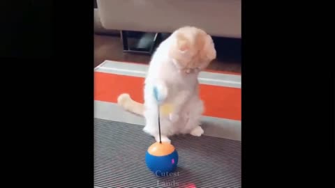 very cute cat playing